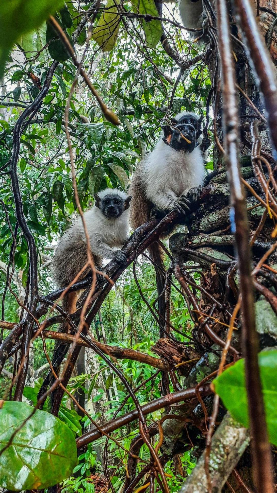 Floresta Zen - Pousada Xamanica Manaus Bilik gambar